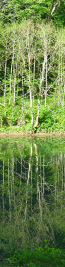 Cropped river and trees to be used as second panel