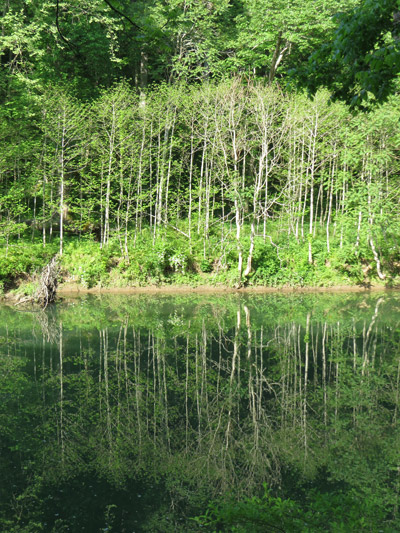 Uncropped river and trees as one panel