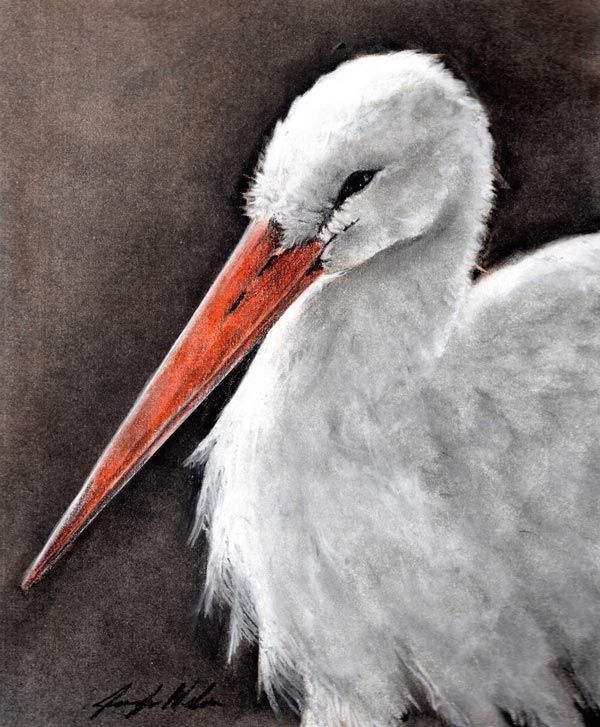 White Stork painting by Jennifer Nelson