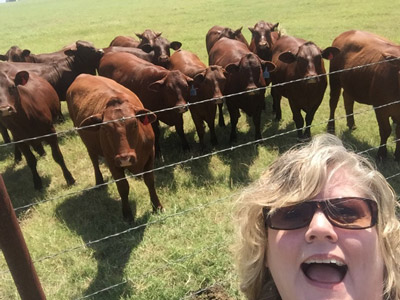 Amy Cows