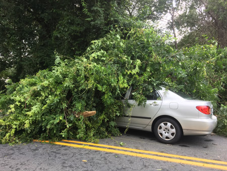 Car with fallen tree